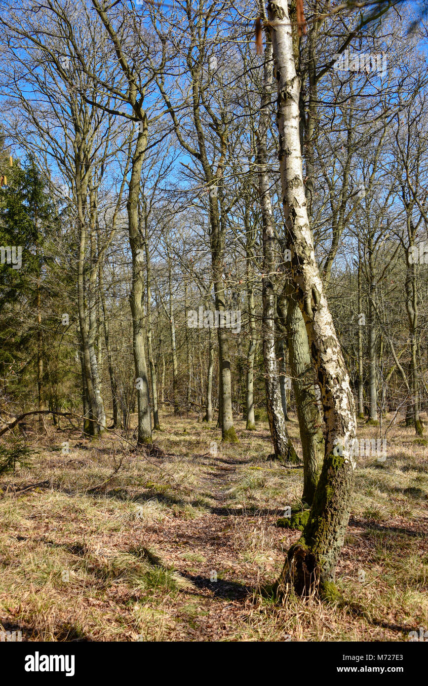 Curved tree trunk with knot hires stock photography and images Alamy