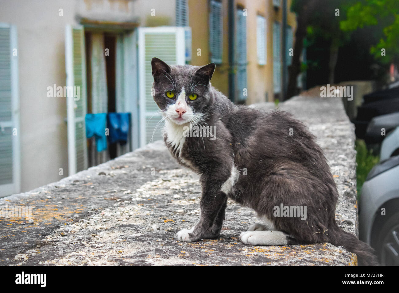 Street Cat wtih bright Green Eyes Stock Photo