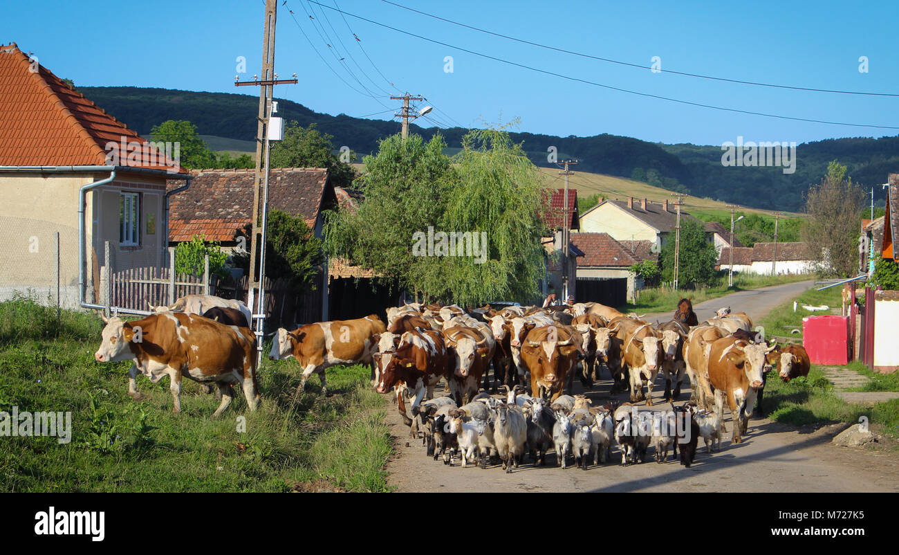 Animals going hi-res stock photography and images - Alamy