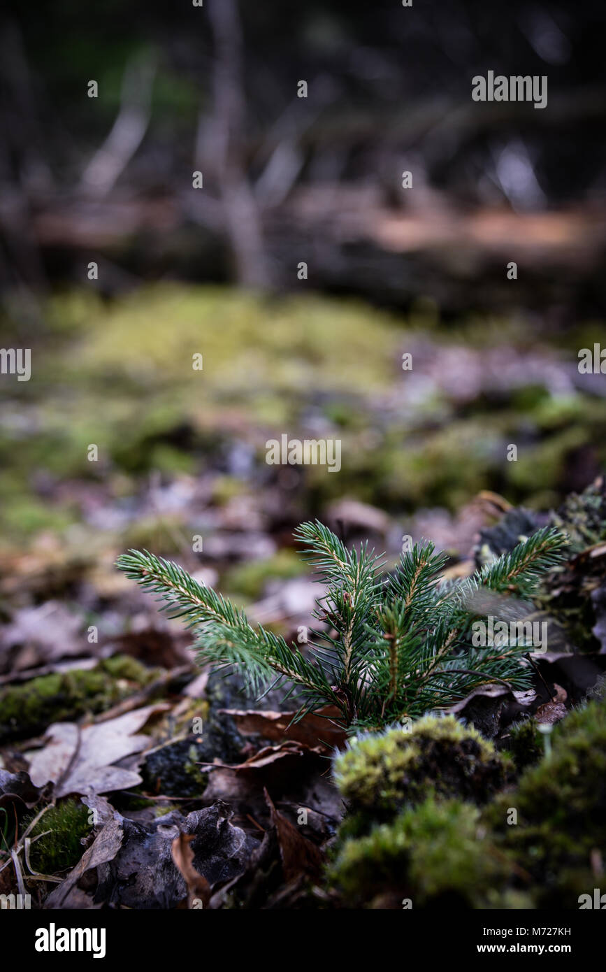 A pine tree sapling growing through dead leaves and moss on woodland ground. Natural Woodland Environment. Bernwood Forest. UK Stock Photo