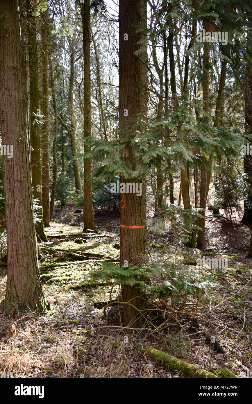 Tree Markings Stock Photos & Tree Markings Stock Images Alamy
