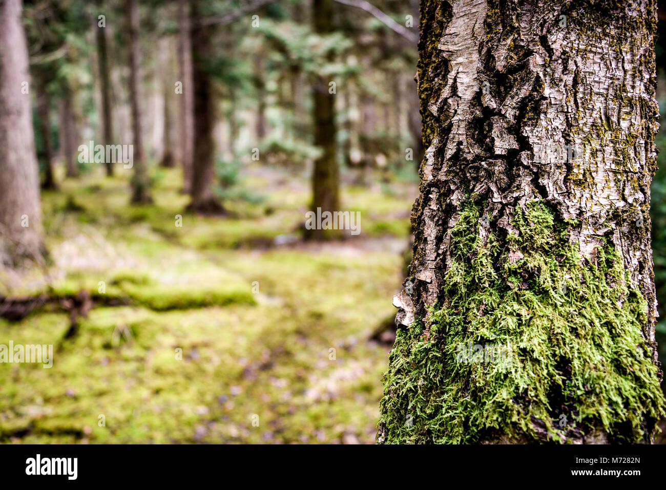 Green moss growth Natural Woodland Environment. Bernwood Forest. UK