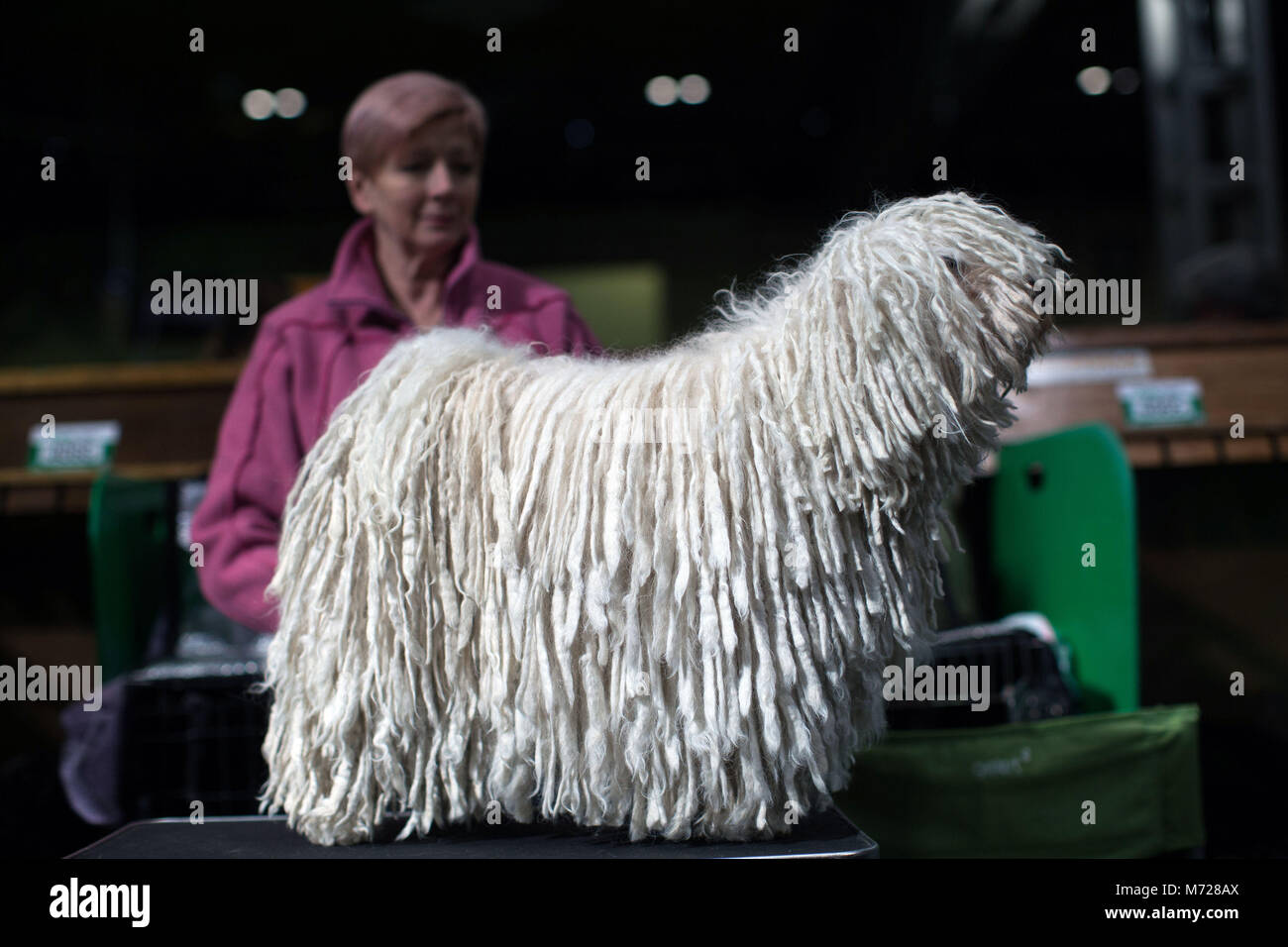 A Komondor dog, also known as an Hungarian sheepdog, during the first day of Crufts 2018 at the NEC in Birmingham. Stock Photo