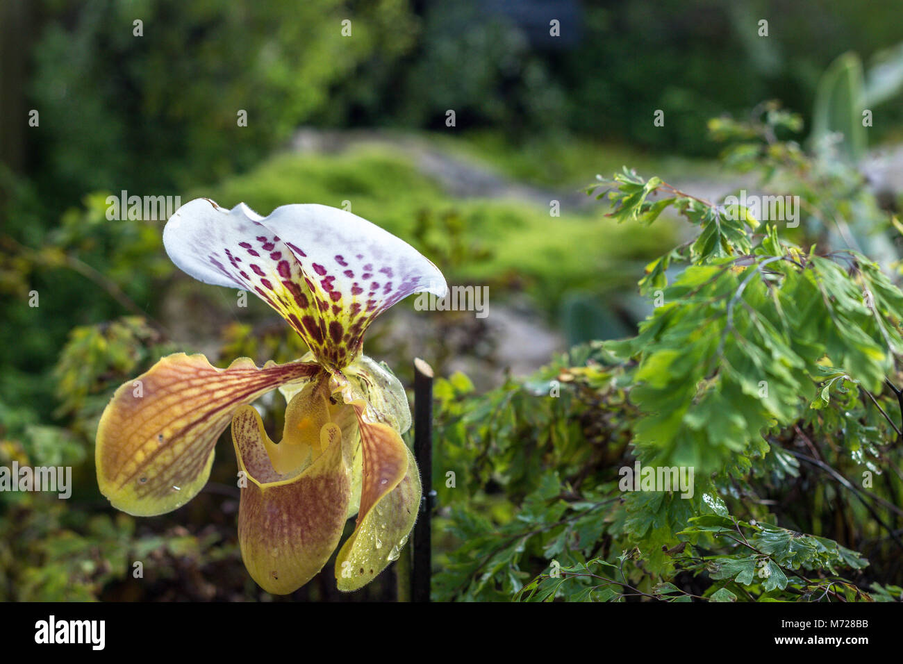 Paphiopedilum gratrixianum or slipper Orchid is a species of plant in the Orchidaceae family found from Laos to Vietnam Stock Photo