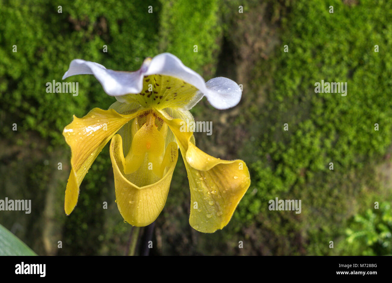 Paphiopedilum gratrixianum or slipper Orchid is a species of plant in the Orchidaceae family found from Laos to Vietnam Stock Photo