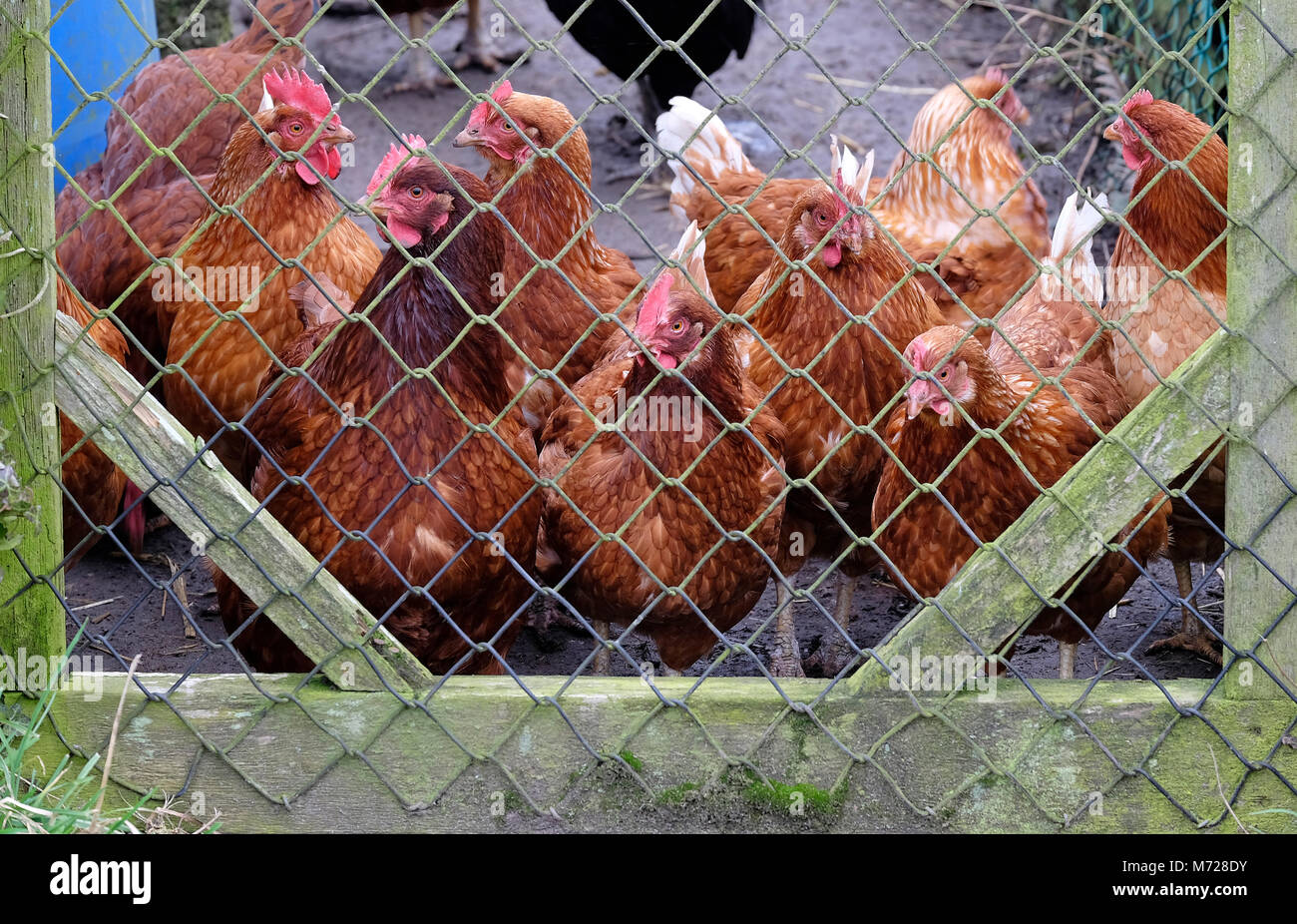 chickens waiting to be fed in allotment Stock Photo