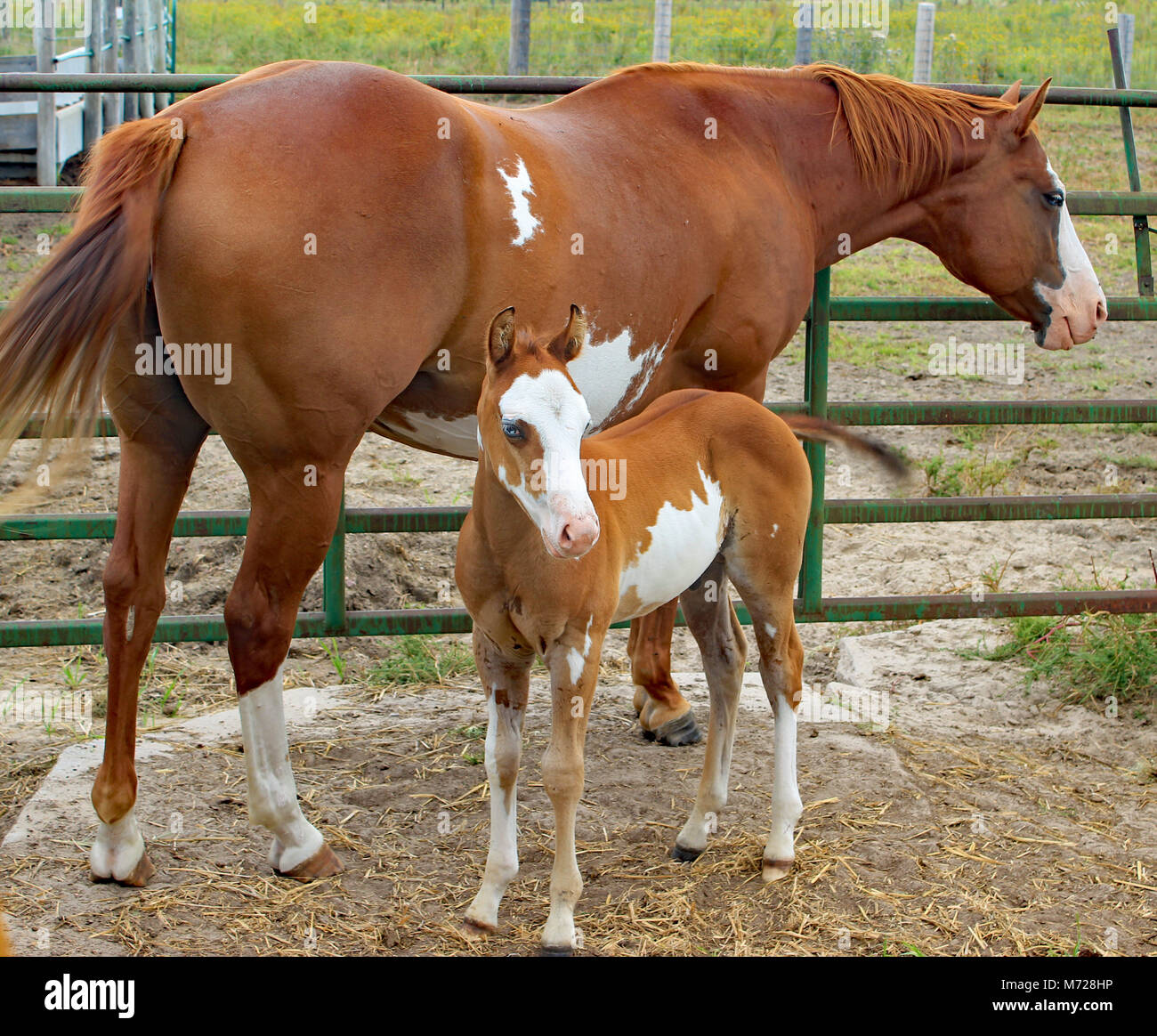 Horses on a Nebraska farm Stock Photo Alamy