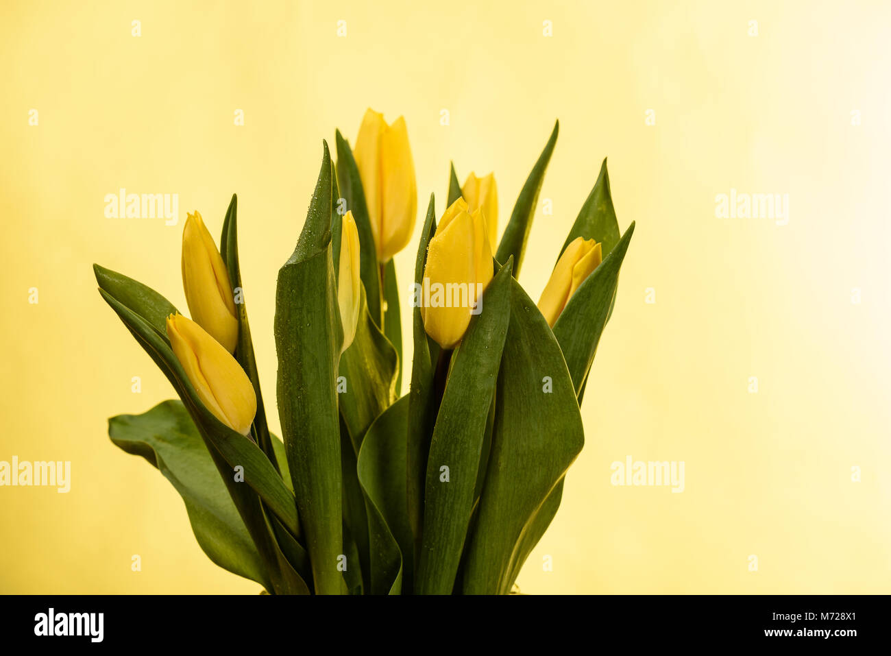 Spring tulips flower isolated on yellow background close up Stock Photo ...