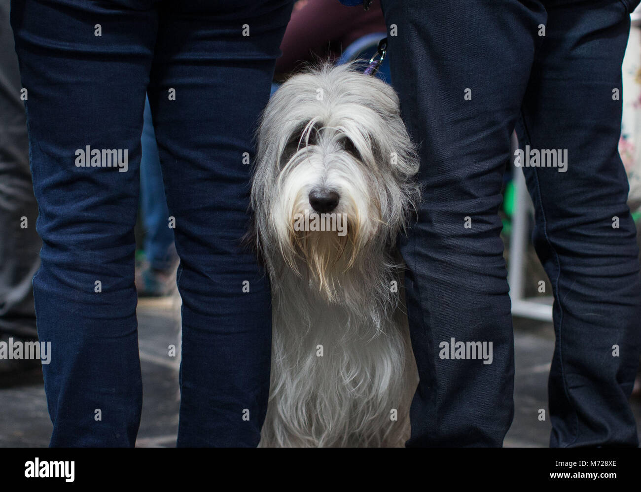 sheepdog sales 2018