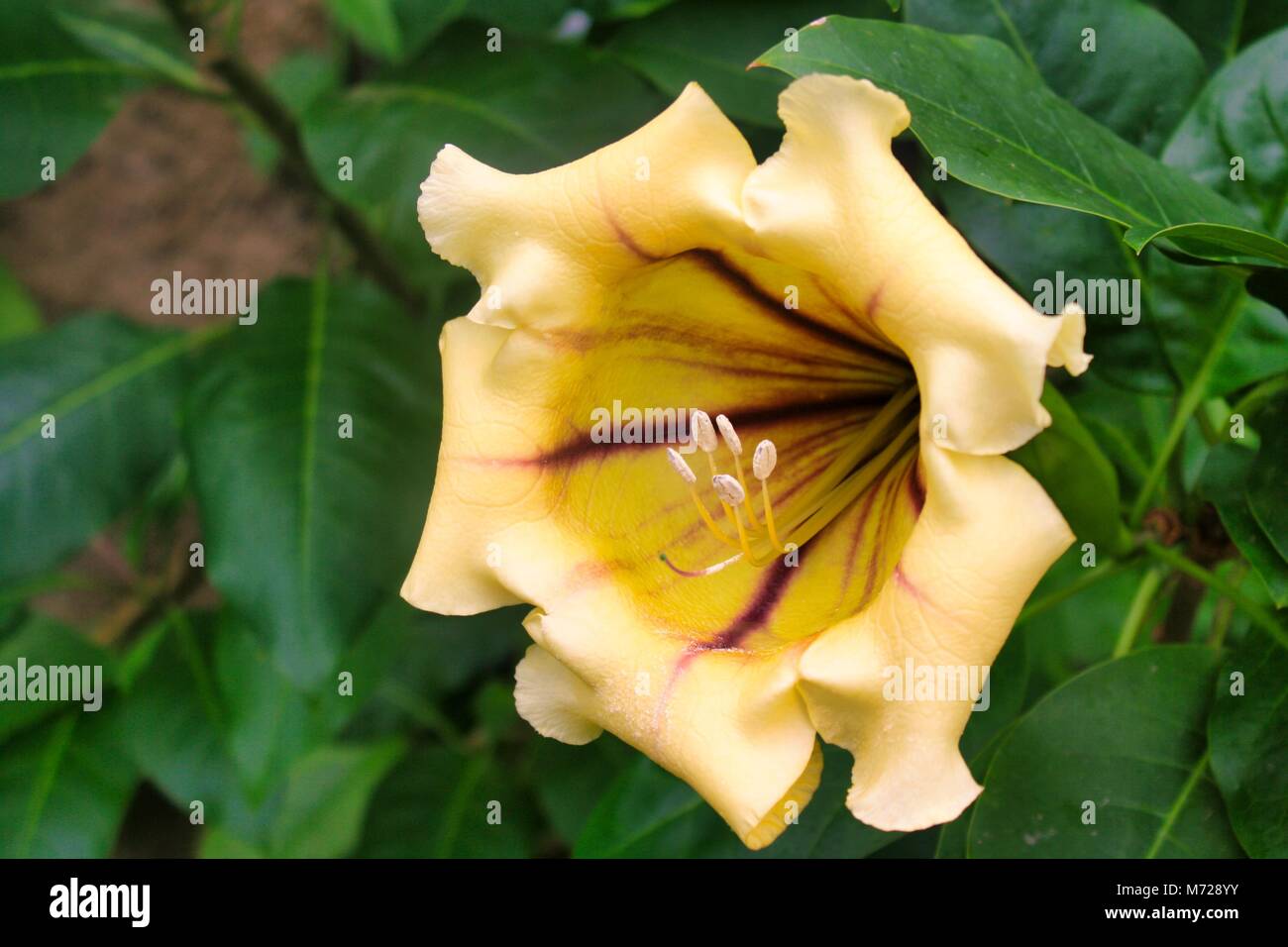 Tropical plant tropical hi-res stock photography and images - Alamy