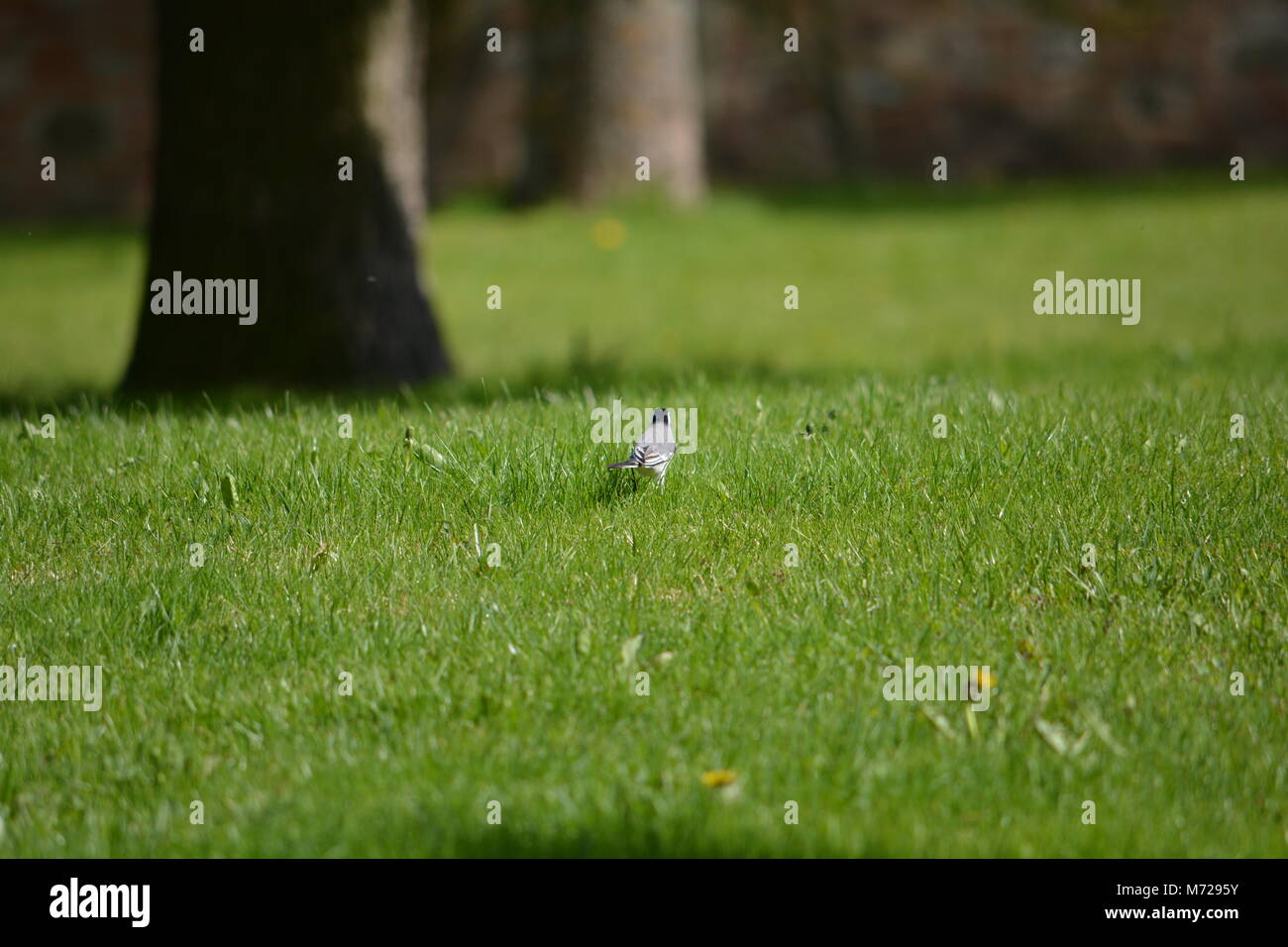 Small bird foraging on a green lawn Stock Photo
