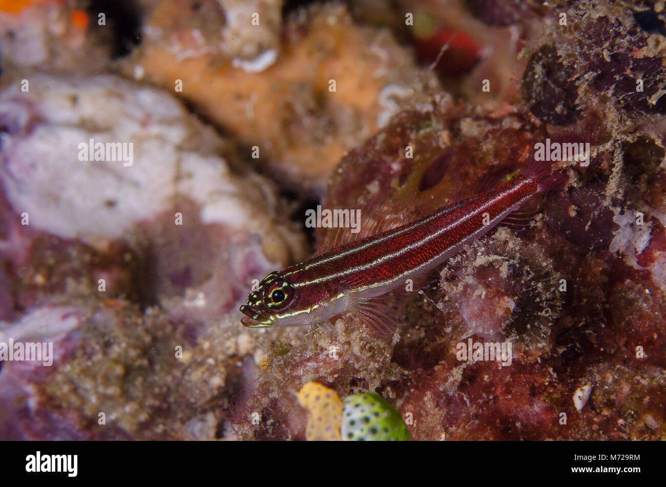 Striped Triplefin, Helcogramma striata, Gobiiedae, Anilao, Philippines, Asia Stock Photo