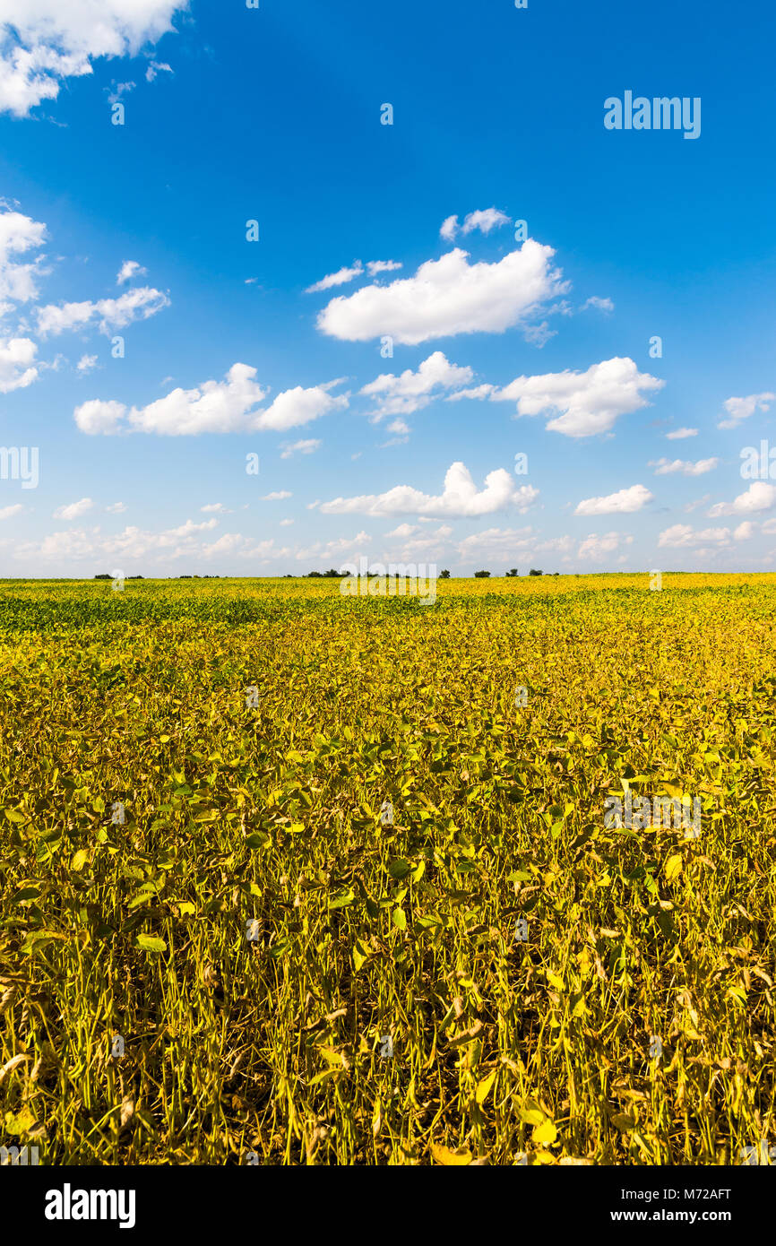 Agriculture bean cultivation. Yellow field in August Stock Photo