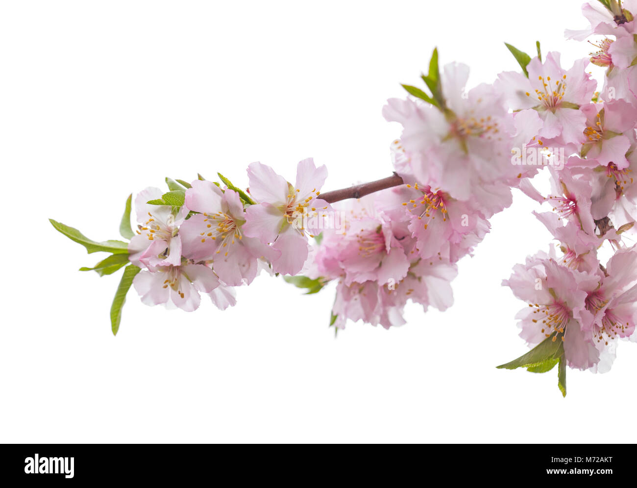almond blossoms isolated on white background Stock Photo - Alamy