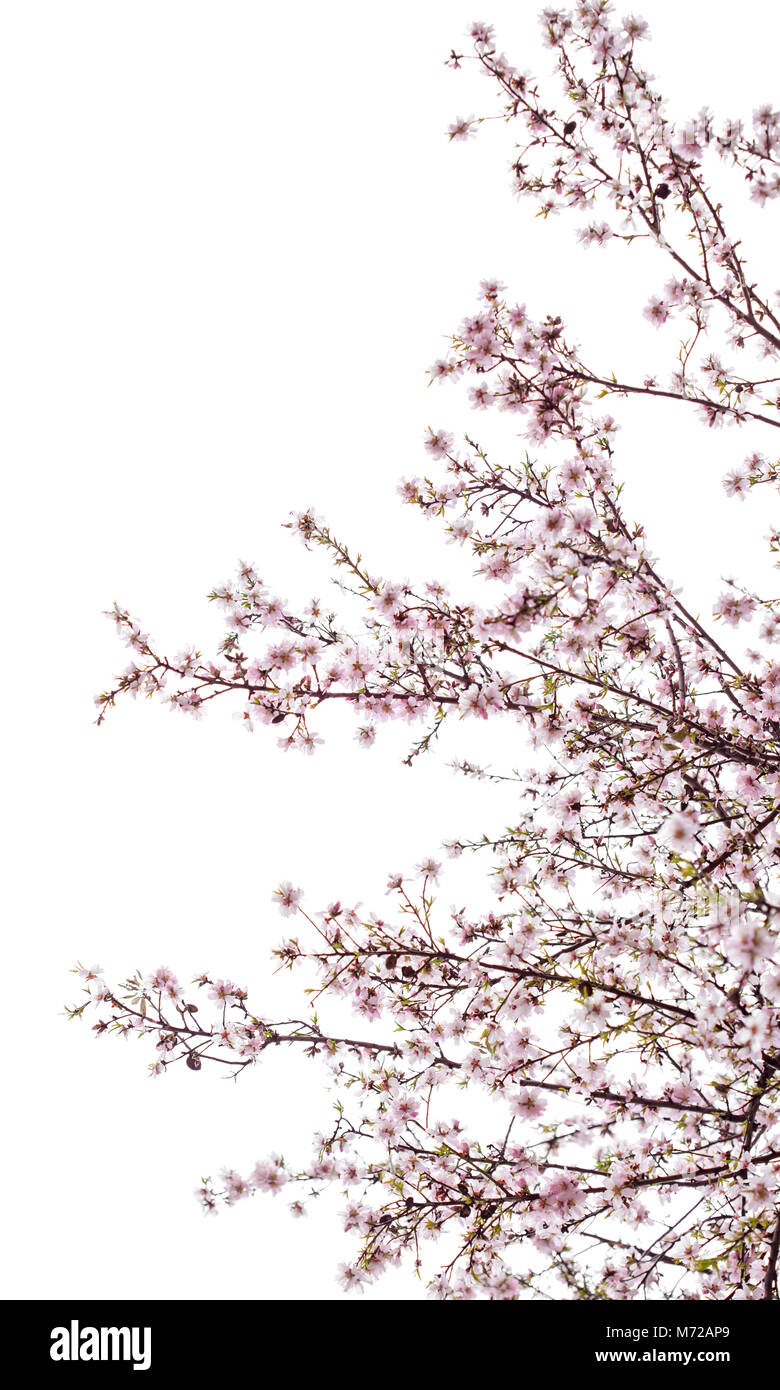 almond blossoms isolated on white background Stock Photo - Alamy