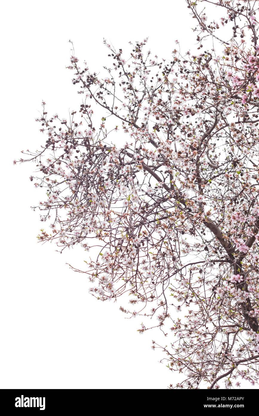 almond blossoms isolated on white background Stock Photo - Alamy