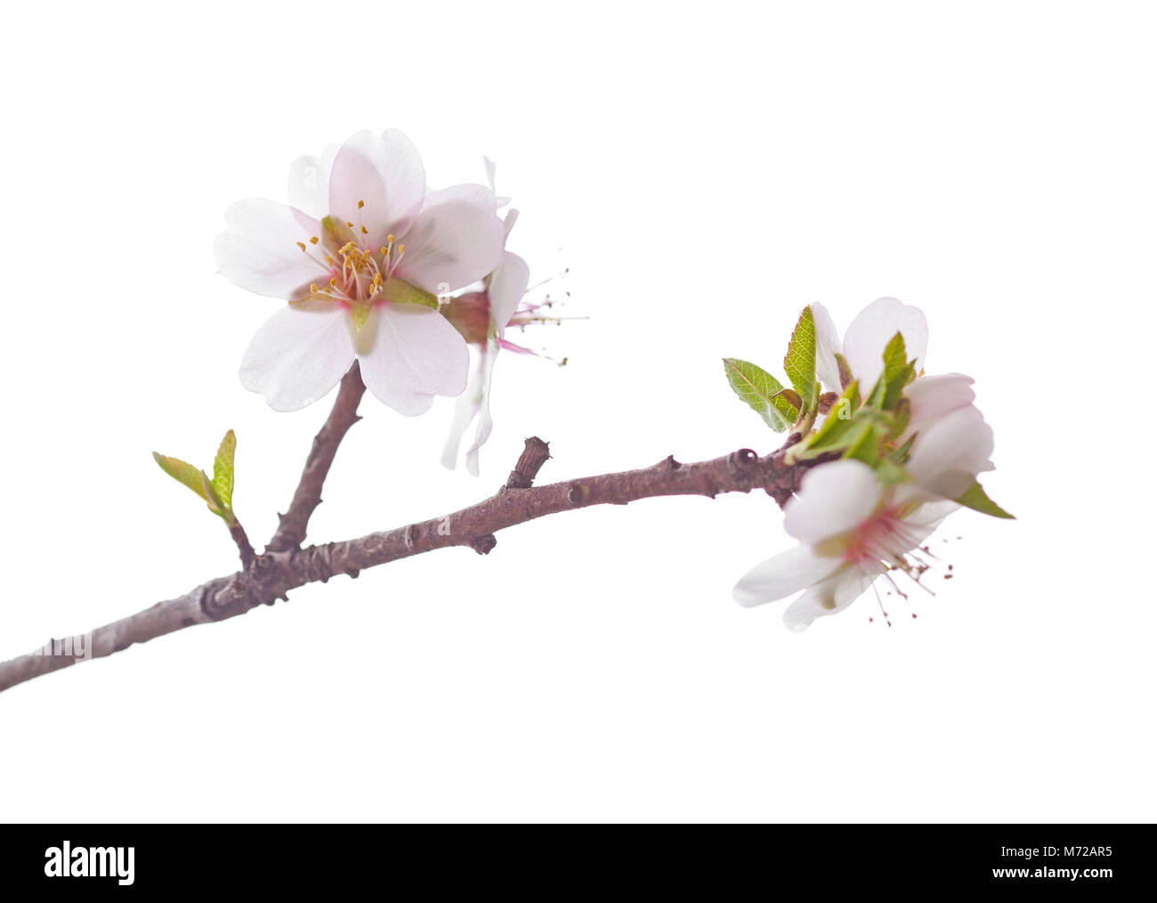almond blossoms isolated on white background Stock Photo - Alamy