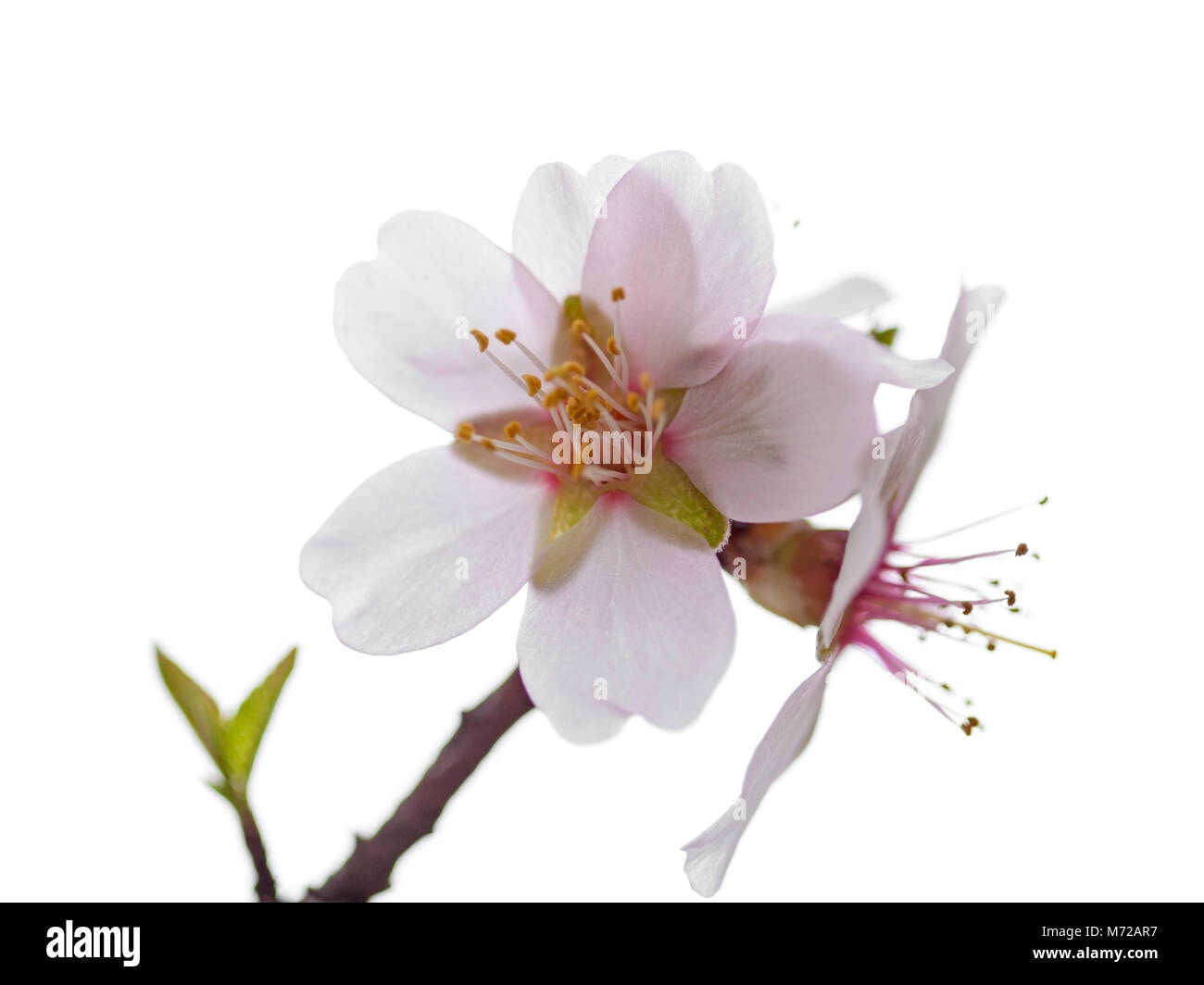almond blossoms isolated on white background Stock Photo - Alamy