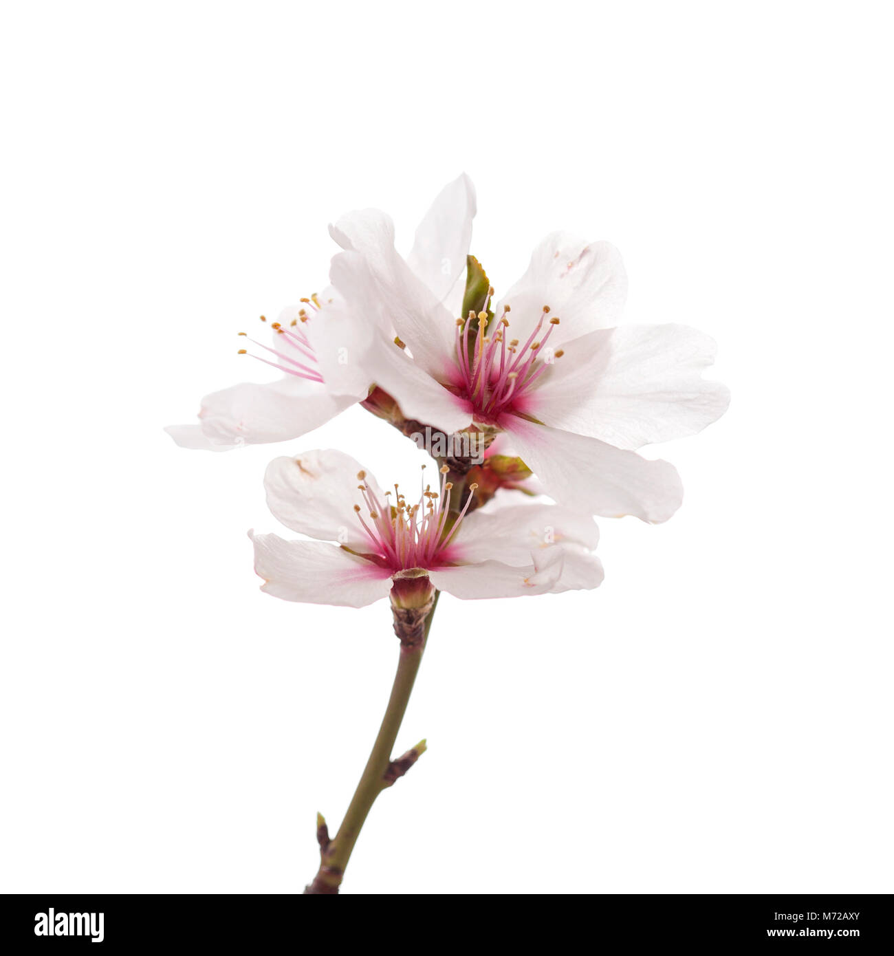almond blossoms isolated on white background Stock Photo - Alamy