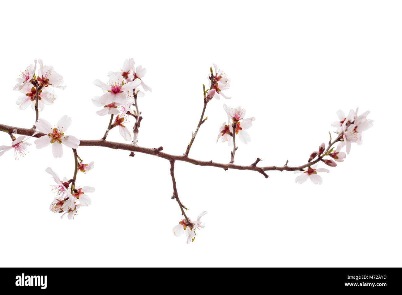 almond blossoms isolated on white background Stock Photo - Alamy
