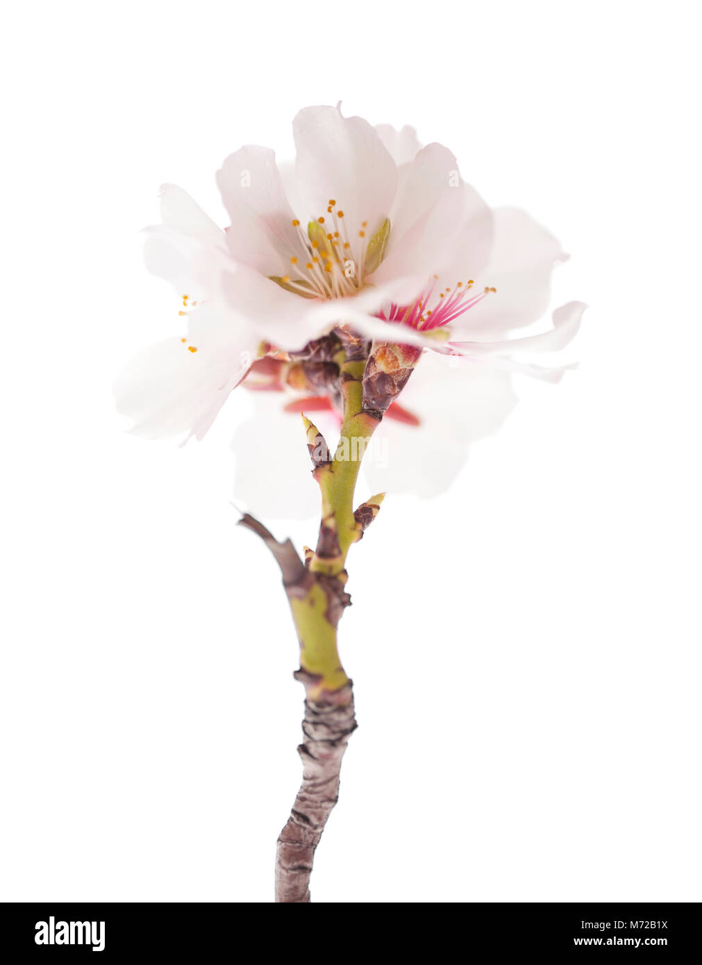 almond blossoms isolated on white background Stock Photo - Alamy