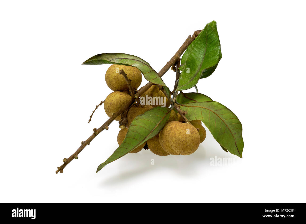 Logan fruit on white background Stock Photo - Alamy