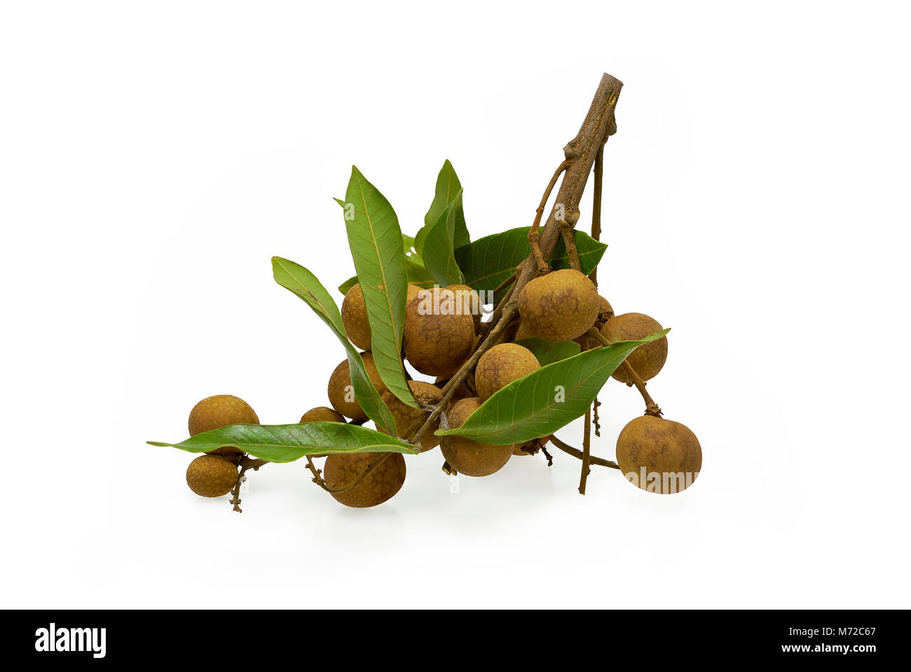 Logan fruit isolated on white background Stock Photo - Alamy