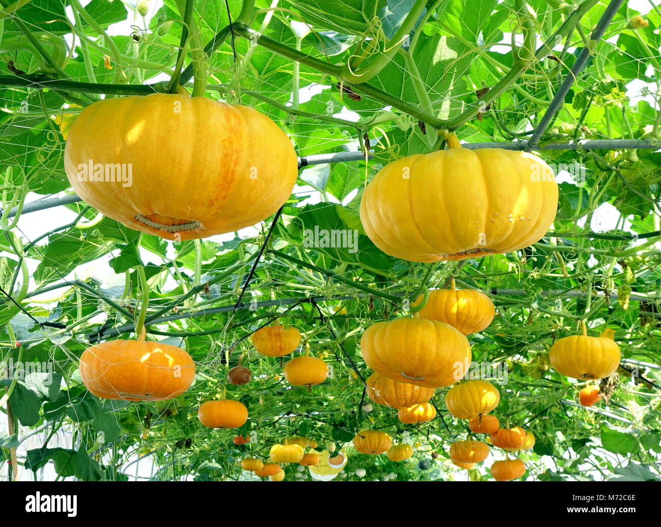 Bright yellow cheese pumpkins grow on vines Stock Photo Alamy