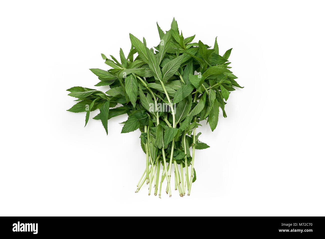 Vietnamese mint herb on white background Stock Photo