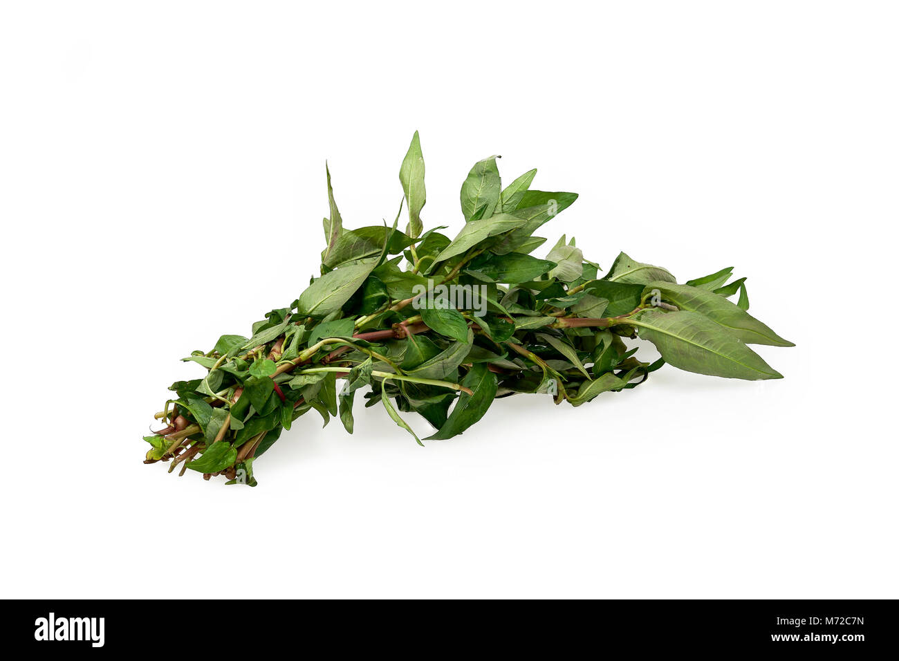 Vietnamese coriander on white background Stock Photo