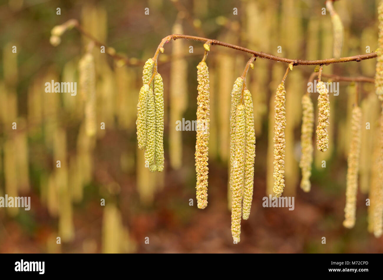 male catkins of a hazel shrub Stock Photo Alamy