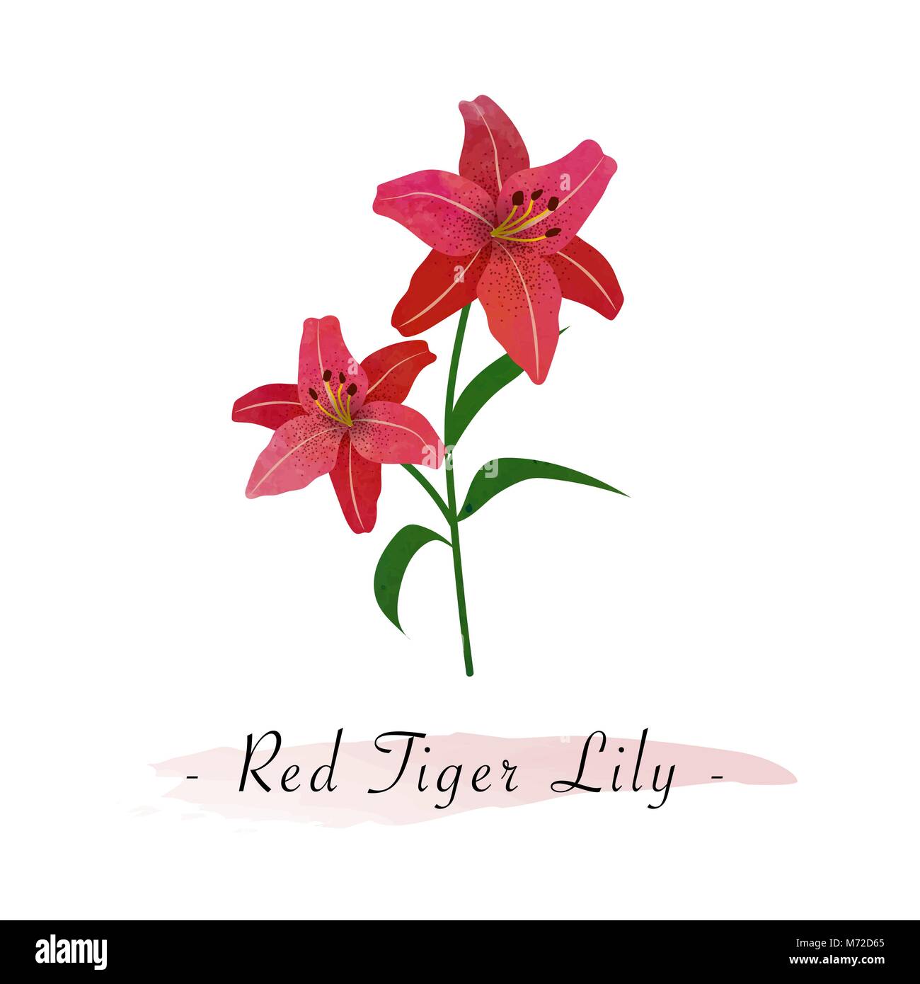 Red tiger lily Stock Vector Images - Alamy