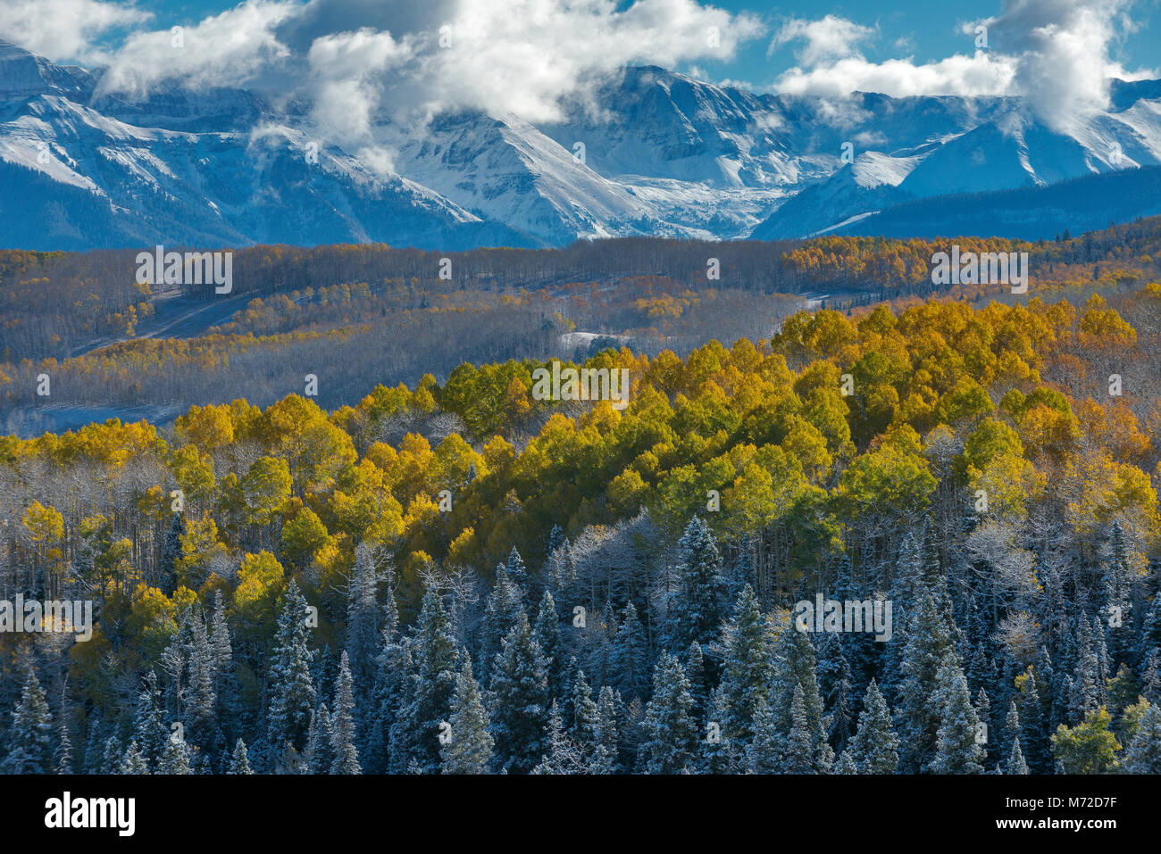 Clearing Storm, Aspen, Wilson Mesa, Uncompahgre National Forest, Colorado Stock Photo