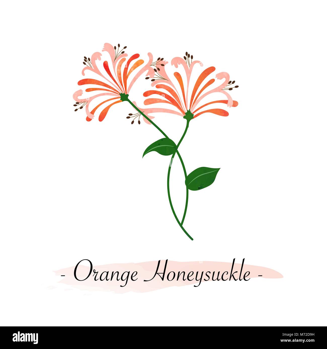 honeysuckle flower tattoo
