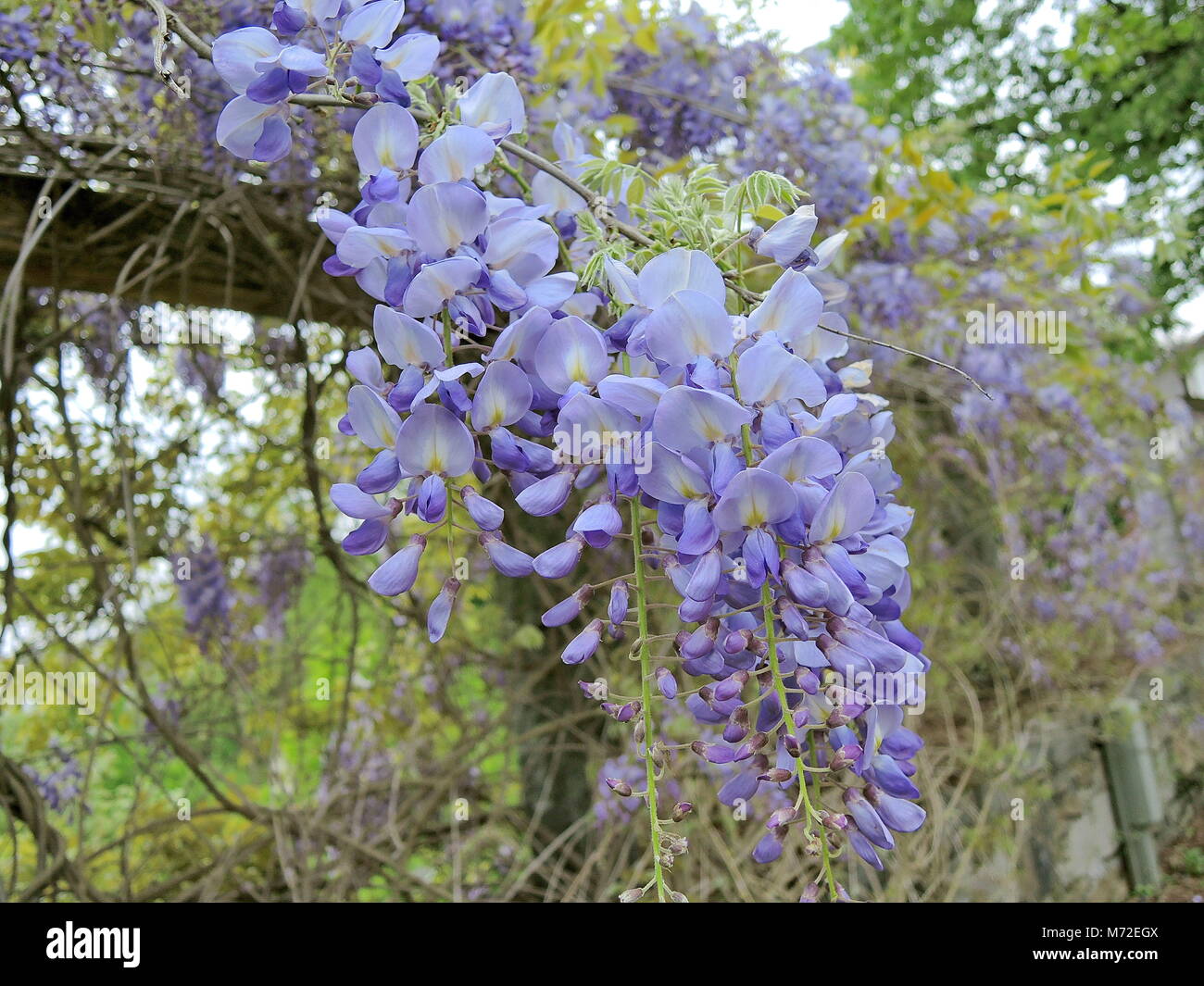 chinese wisteria 3 Stock Photo