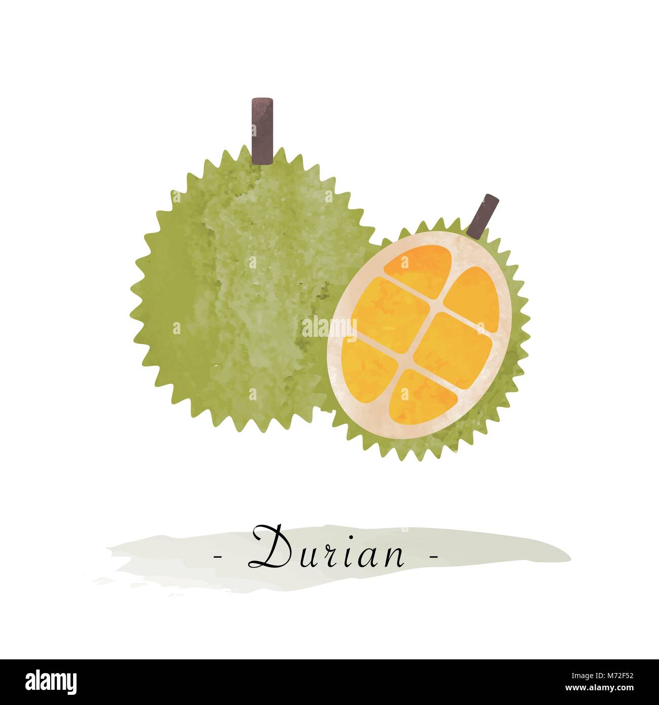 Colorful watercolor texture vector healthy fruit durian Stock Vector ...