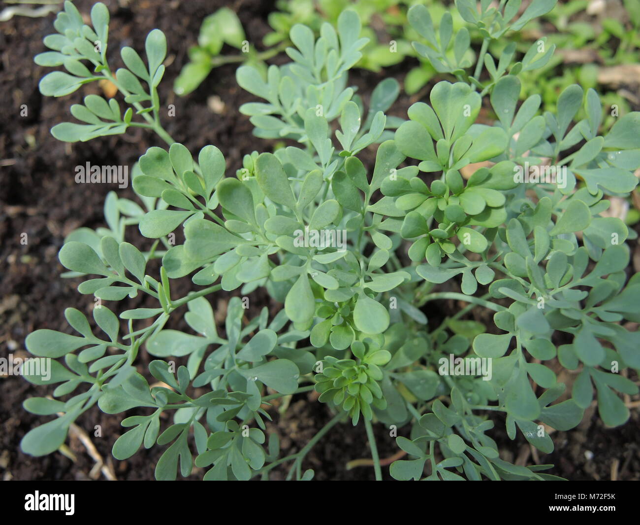 Herb of grace Stock Photo Alamy