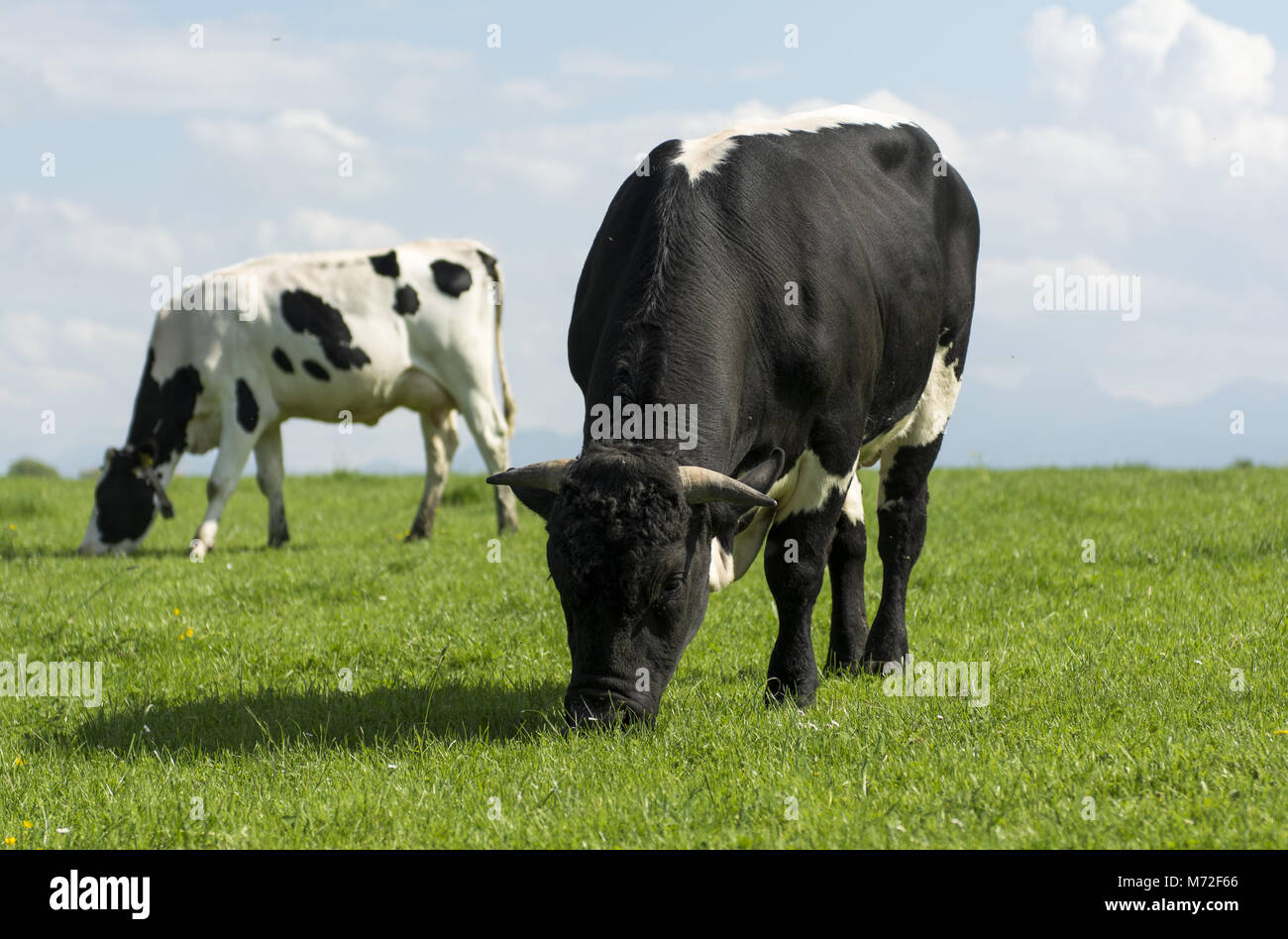 Holstein bull 2 Stock Photo Alamy