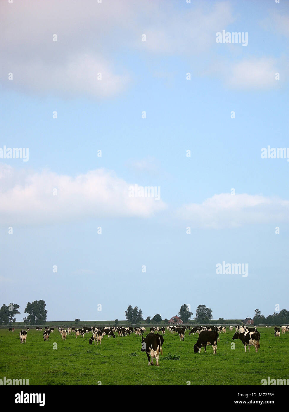 Holstein pasture 15 Stock Photo - Alamy