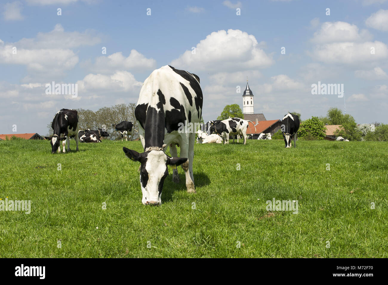 Holstein pasture 150 Stock Photo - Alamy