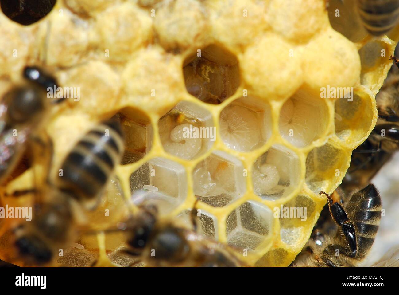 その他 KINGBEE IMG_2281_1200x1200.jpg?v=