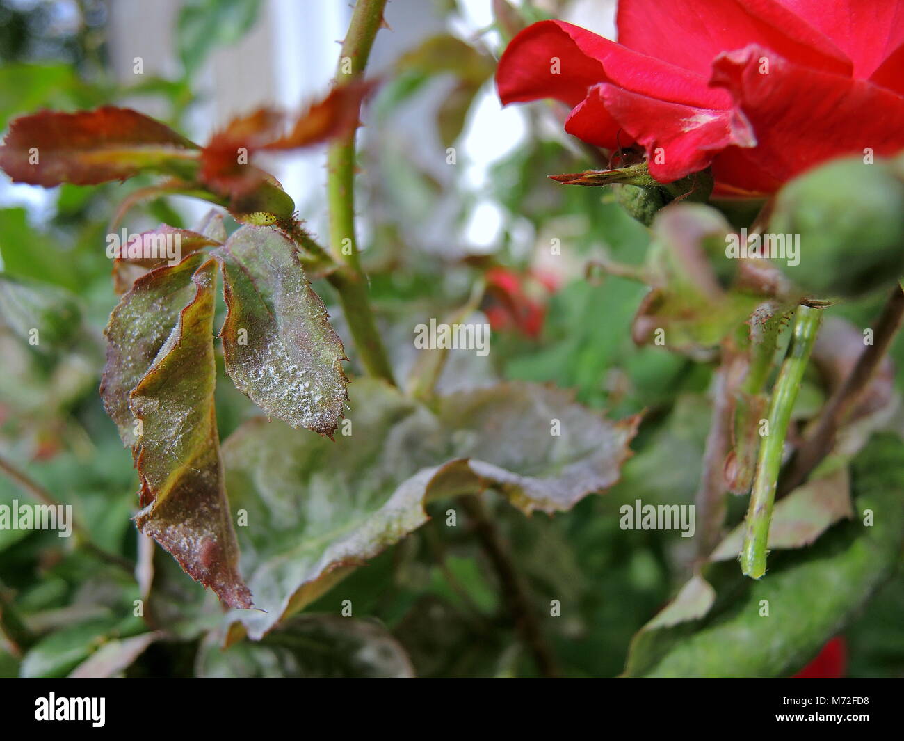 Mildew roses 1 Stock Photo Alamy