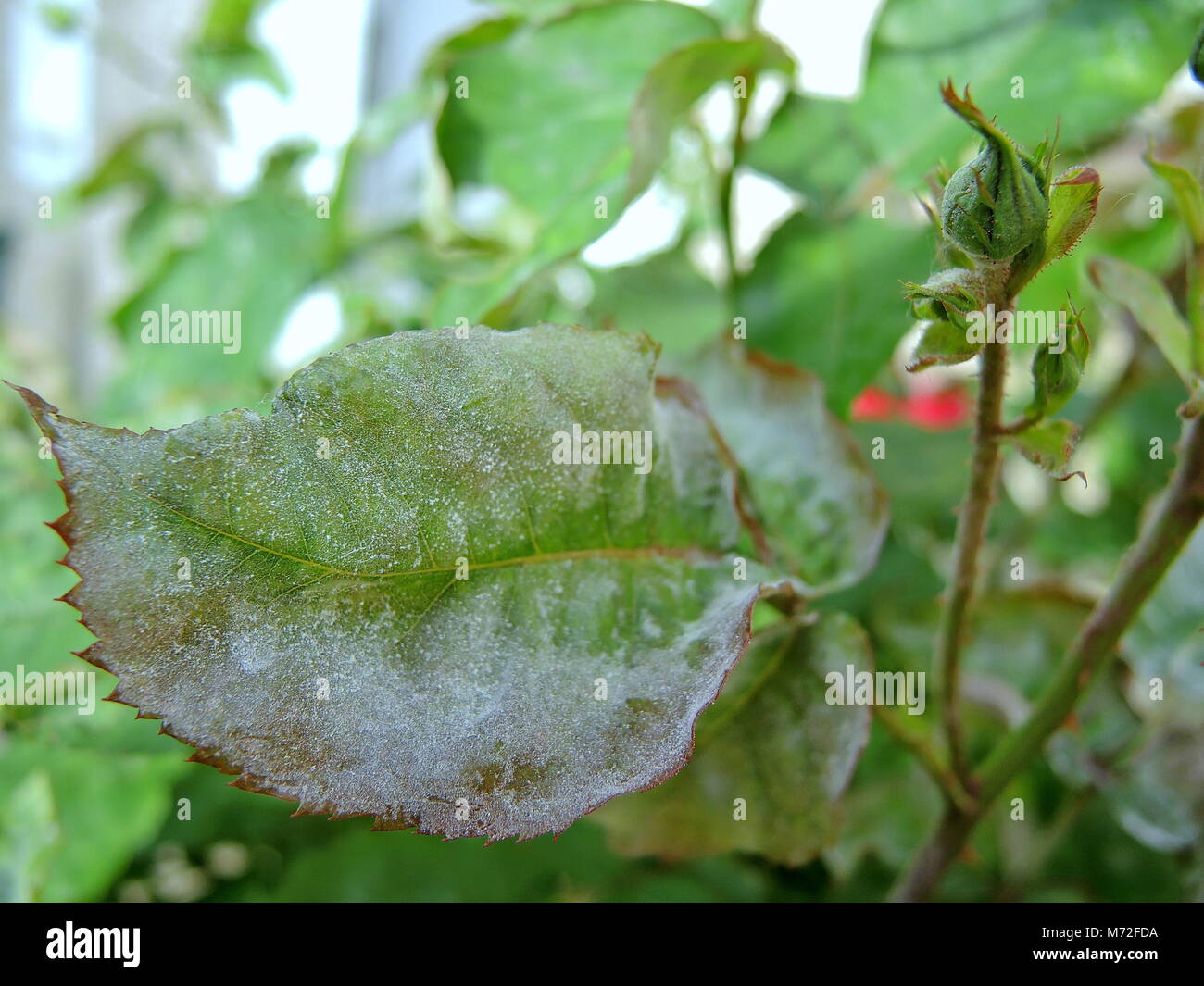 Mildew roses 2 Stock Photo Alamy