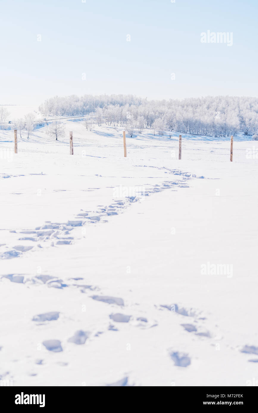 Winter landscape, white snow field with footprints on snow and white forest in winter, vertical composition Stock Photo