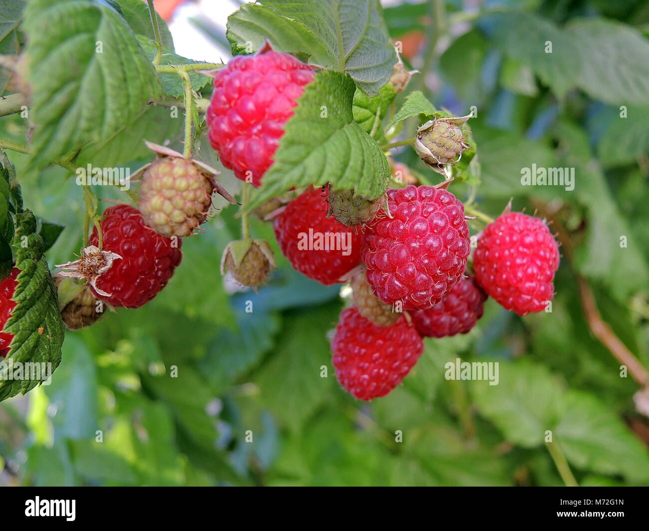 Raspberry 9 Stock Photo