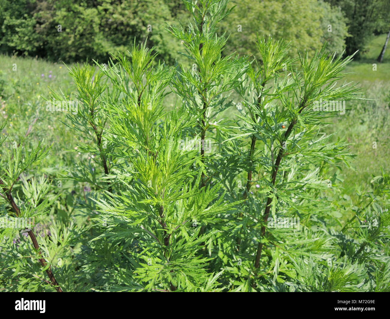 Wormwood 8 hires stock photography and images Alamy