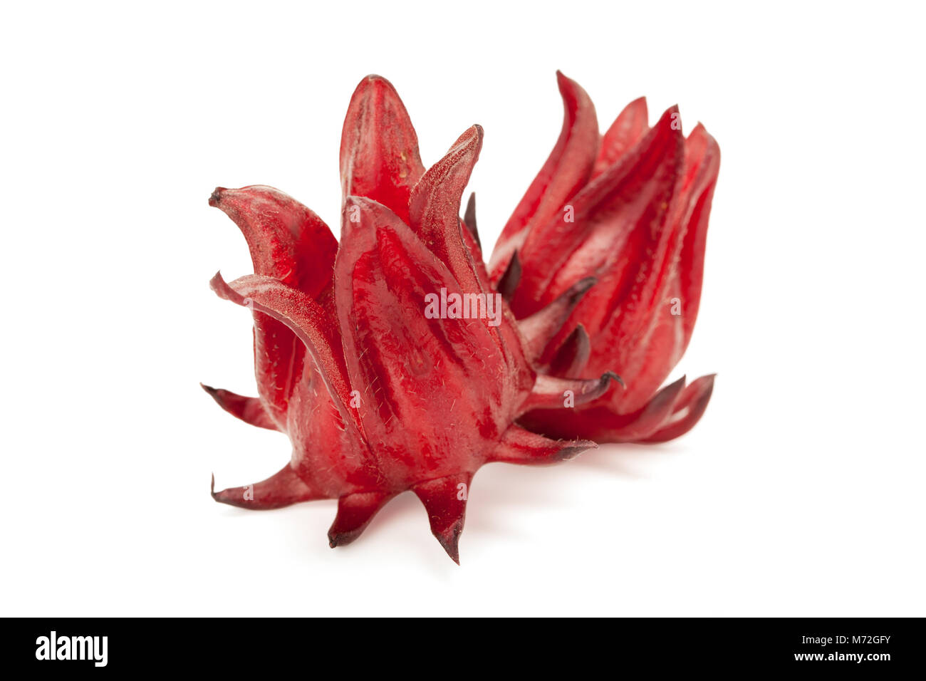 red roselle isolated on white background inclued clipping path and soft shadow Stock Photo