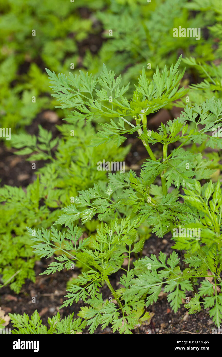Hundspetersilie, Hunds-Petersilie, Blatt, Blätter vor der Blüte, Aethusa cynapium, Fool's parsley, fool's cicely, poison parsley, dog poison Stock Photo