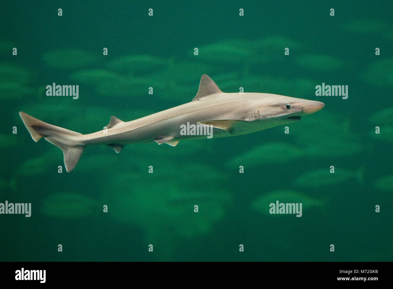 Hundshai, Hunds-Hai, Hai, Haie, Haifisch, Galeorhinus galeus, school shark, tope shark, soupfin shark, snapper shark Stock Photo