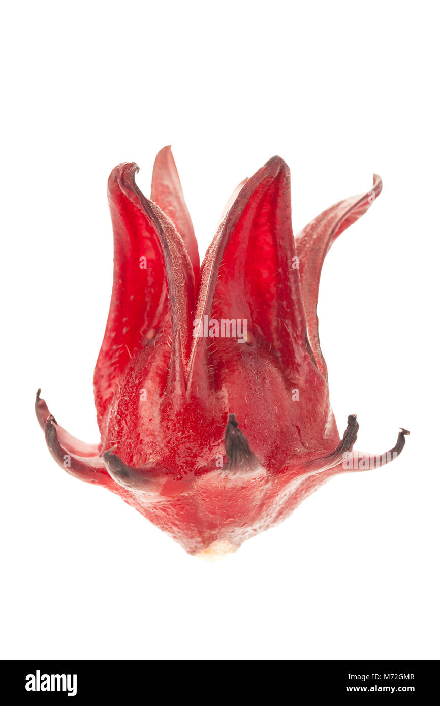 front view of red roselle isolated on white background with clipping path and soft shadow Stock Photo